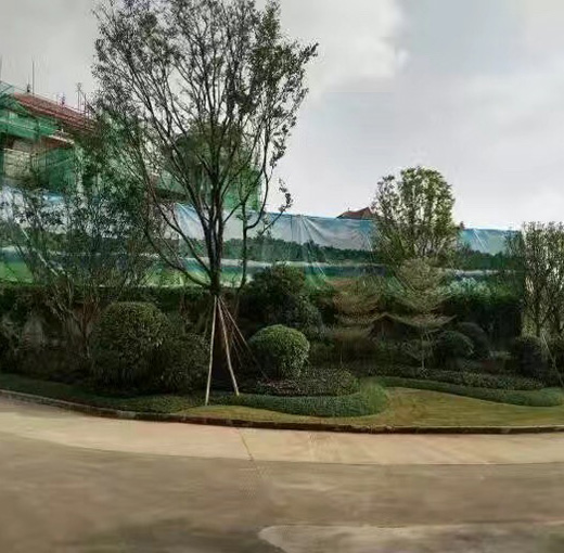 湖北綠怡草坪案例